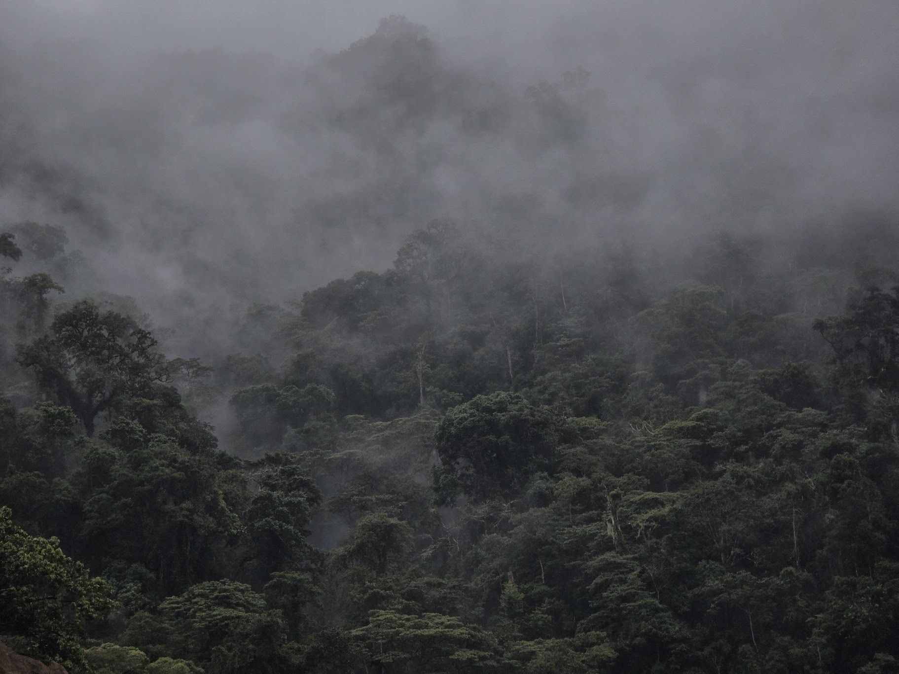 Reserva Natural Río Ñambí